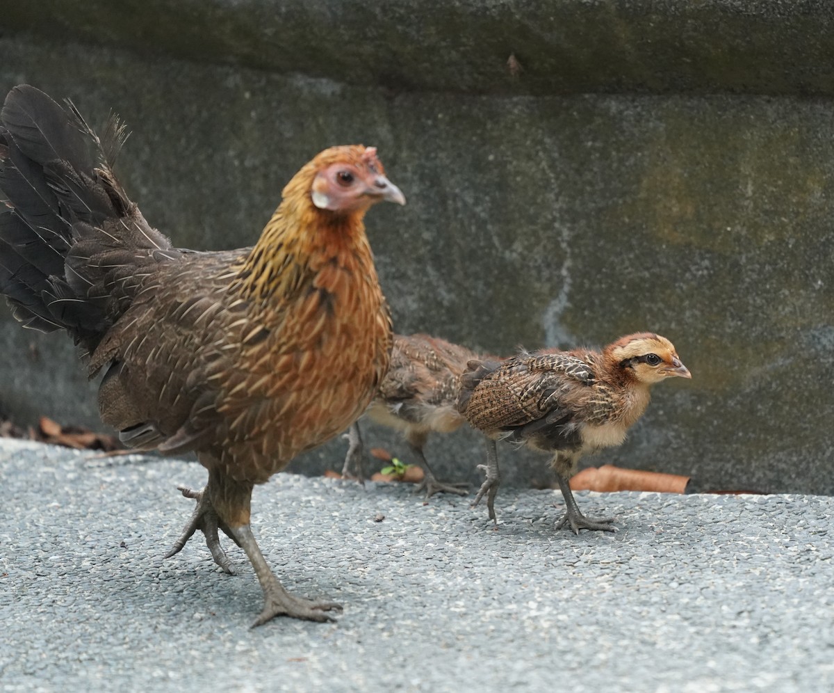 Red Junglefowl (Domestic type) - ML624426729