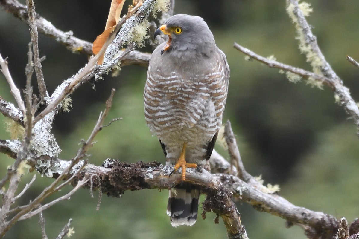 Roadside Hawk - ML624426917
