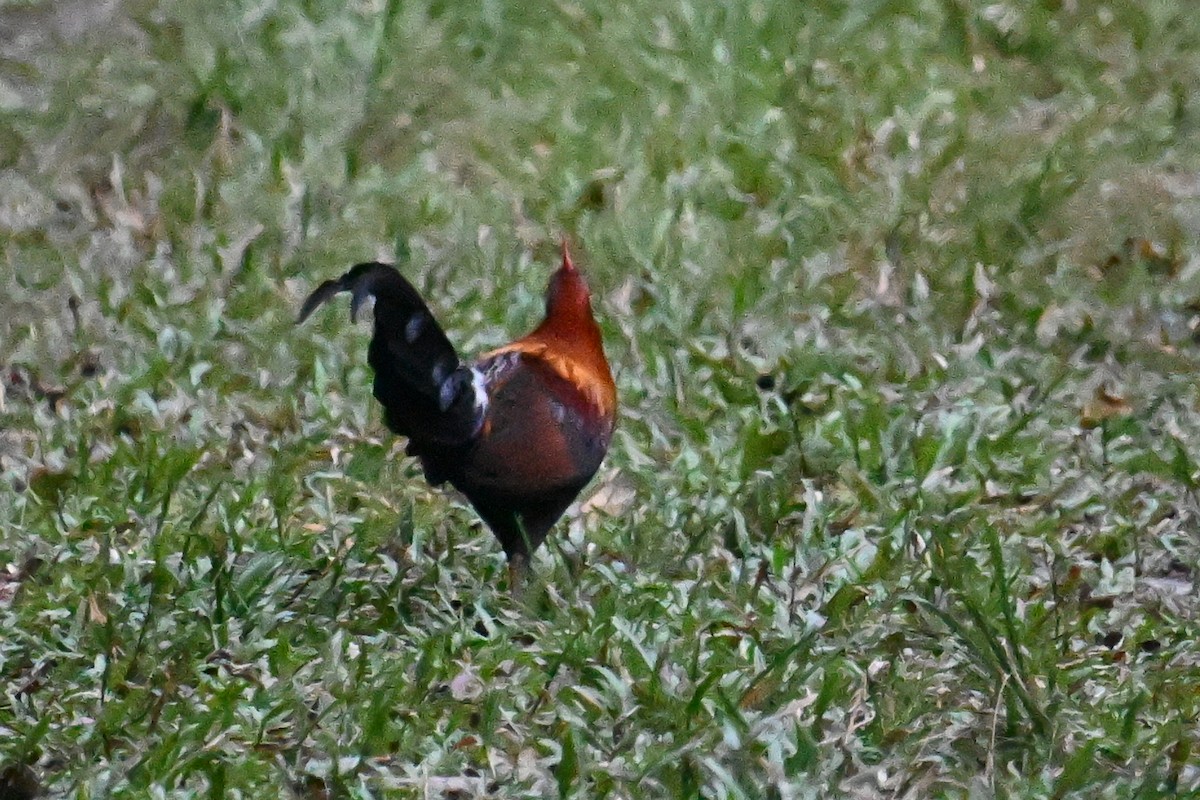 Red Junglefowl - ML624426931