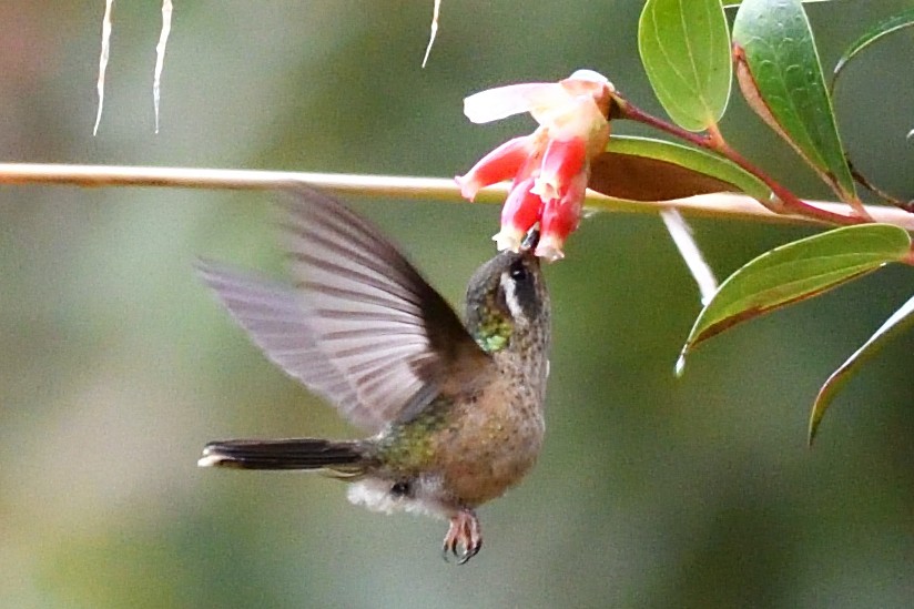 Speckled Hummingbird - ML624426951