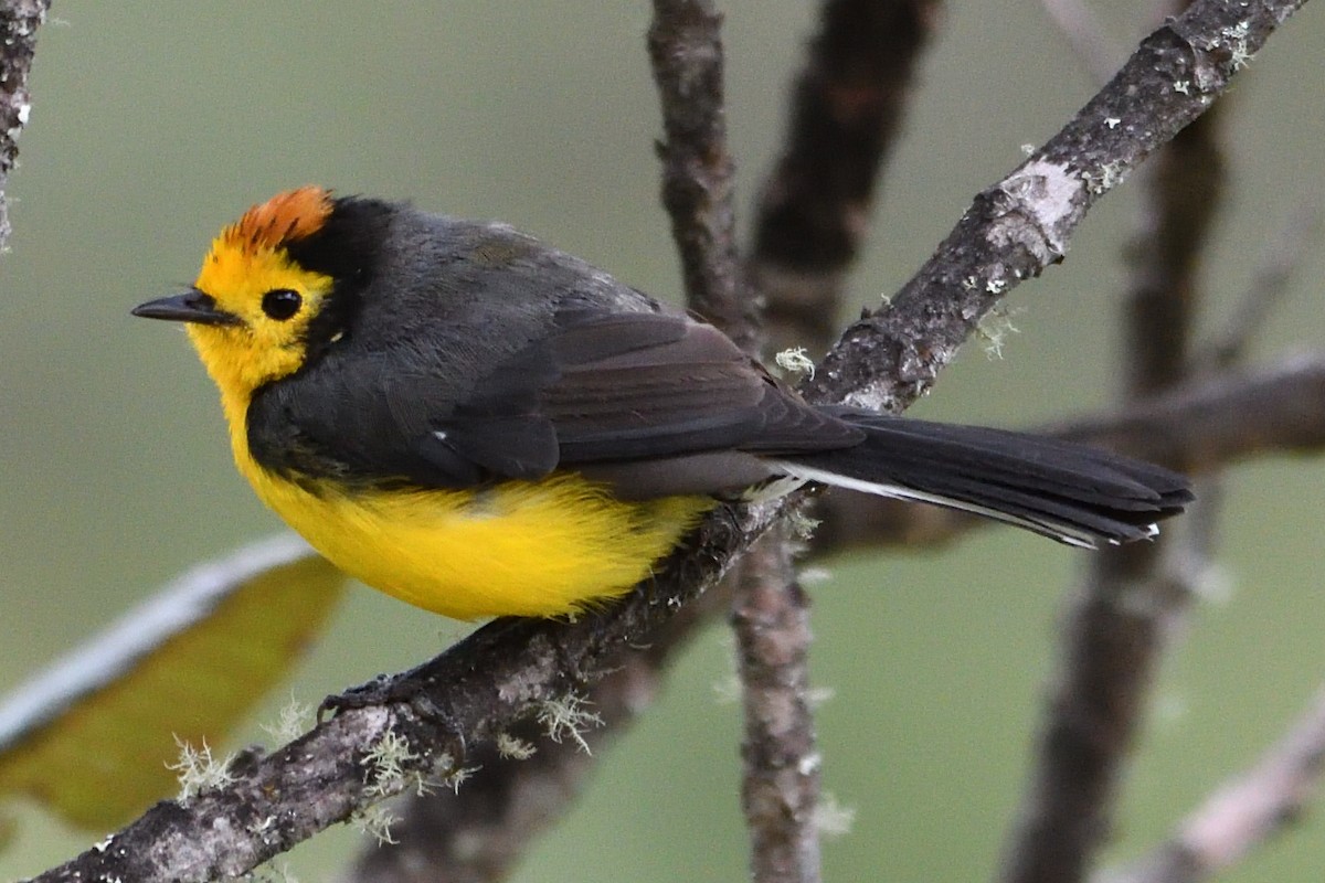 Golden-fronted x Spectacled Redstart (hybrid) - ML624427076