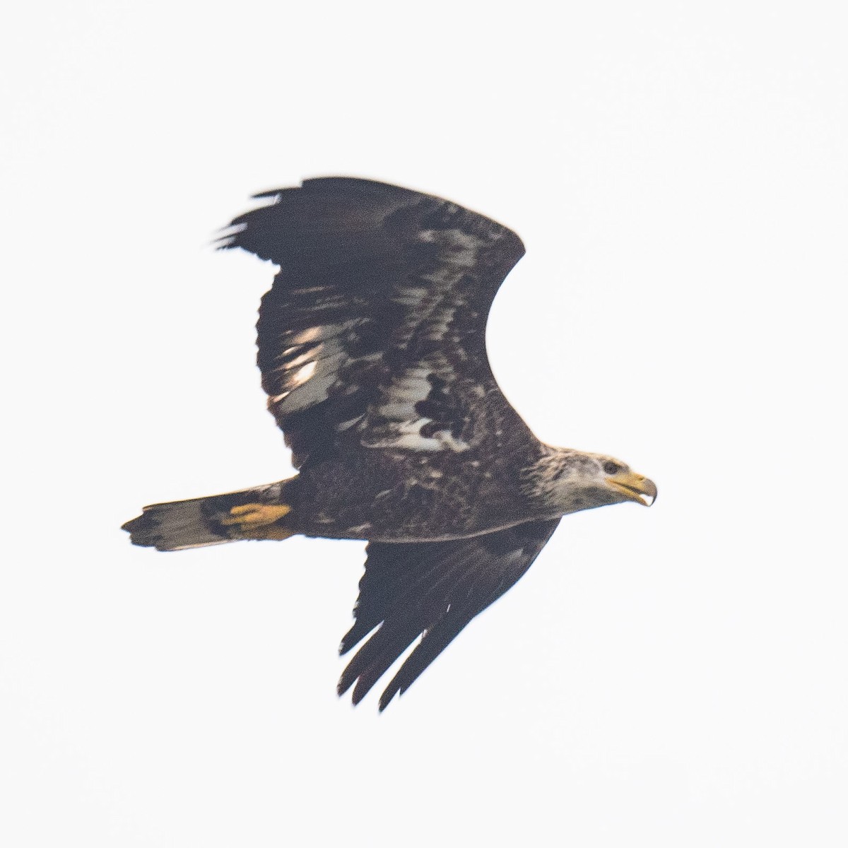 Bald Eagle - ML624427122
