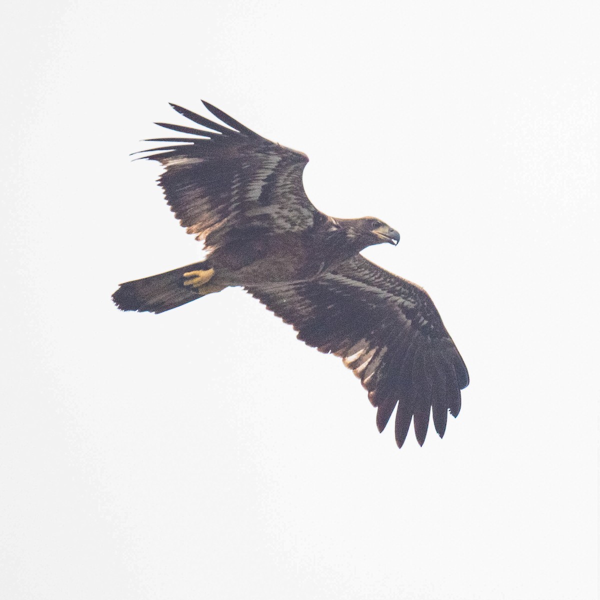 Bald Eagle - ML624427123