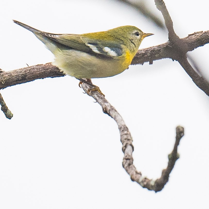 Northern Parula - ML624427137