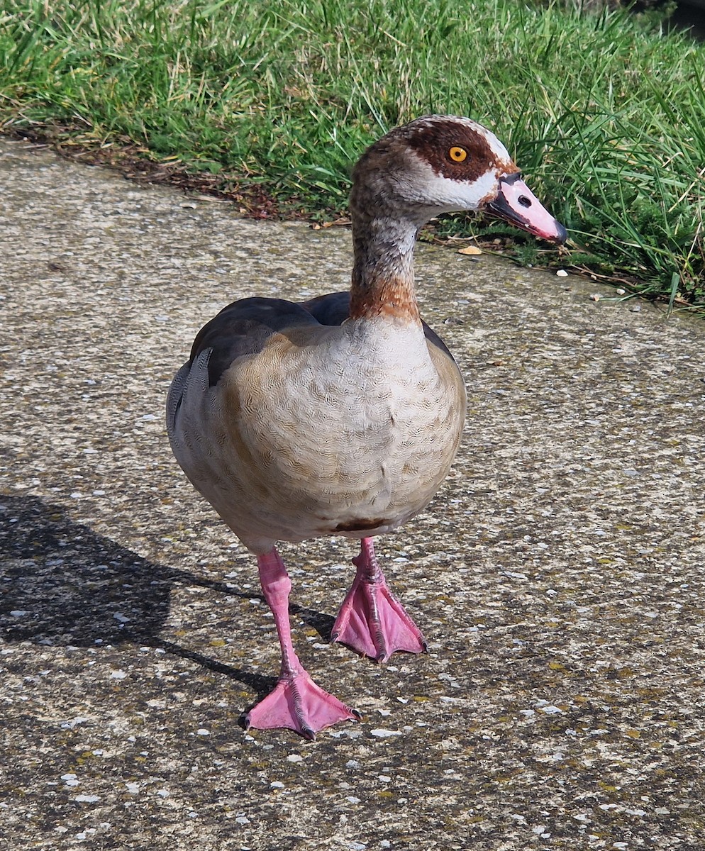Egyptian Goose - ML624427289