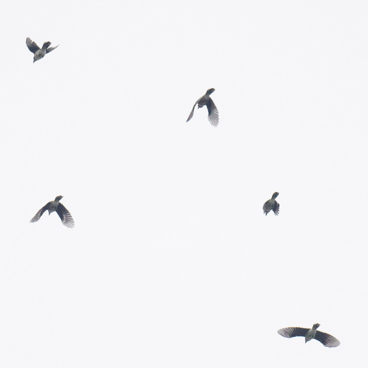 Blue Jay - ML624427565