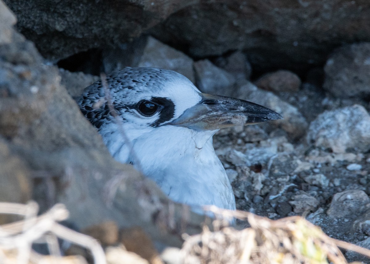 Red-tailed Tropicbird - ML624427943