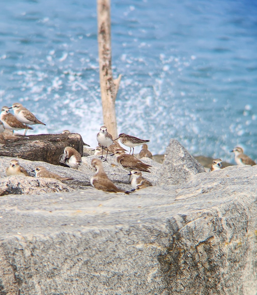 Broad-billed Sandpiper - ML624427990