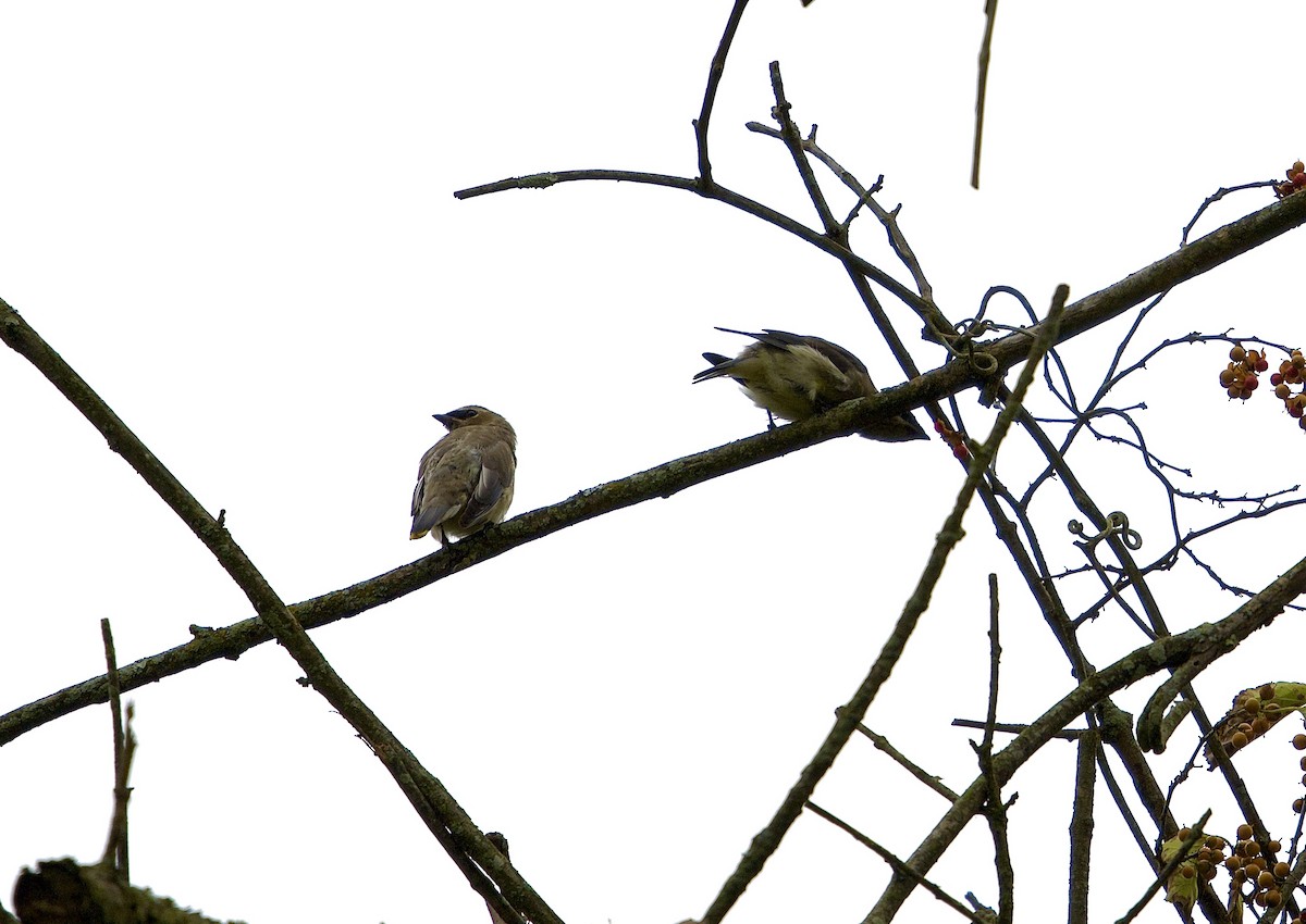 Cedar Waxwing - ML624428016