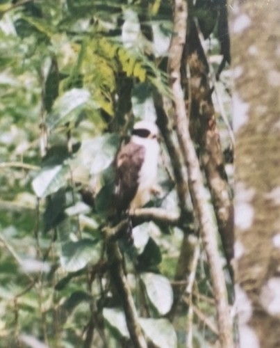 Laughing Falcon - Camilo Orjuela-Barrera