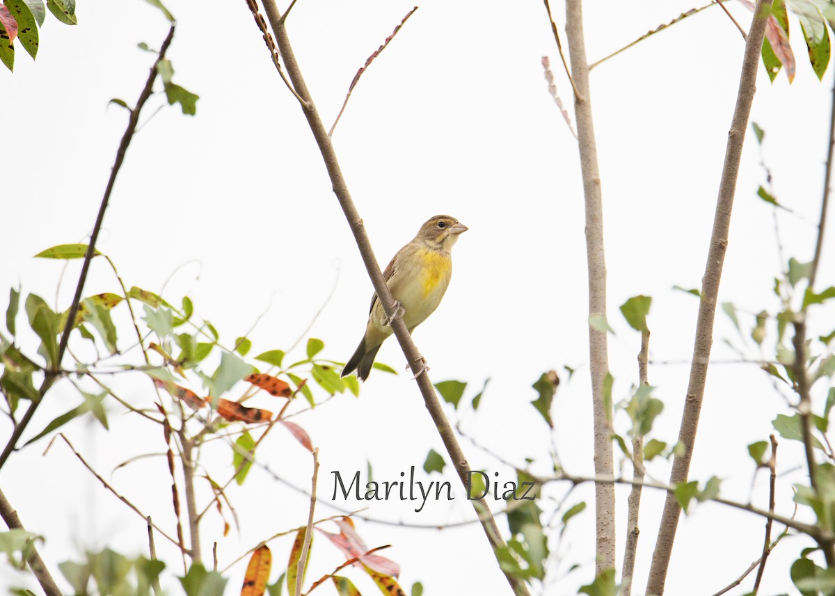 Dickcissel - Marilyn Diaz