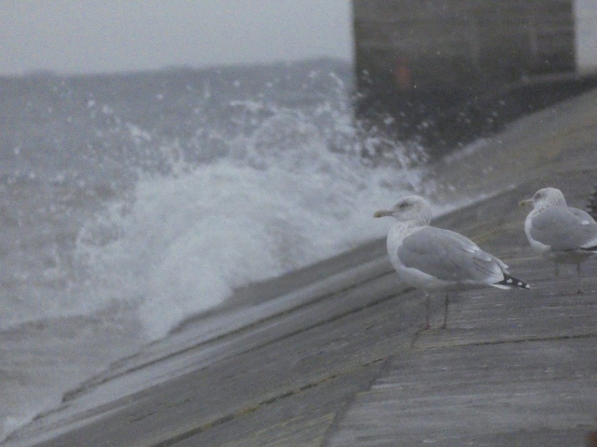 Herring Gull - ML624428215