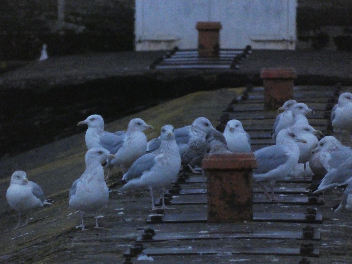 Herring Gull - ML624428228