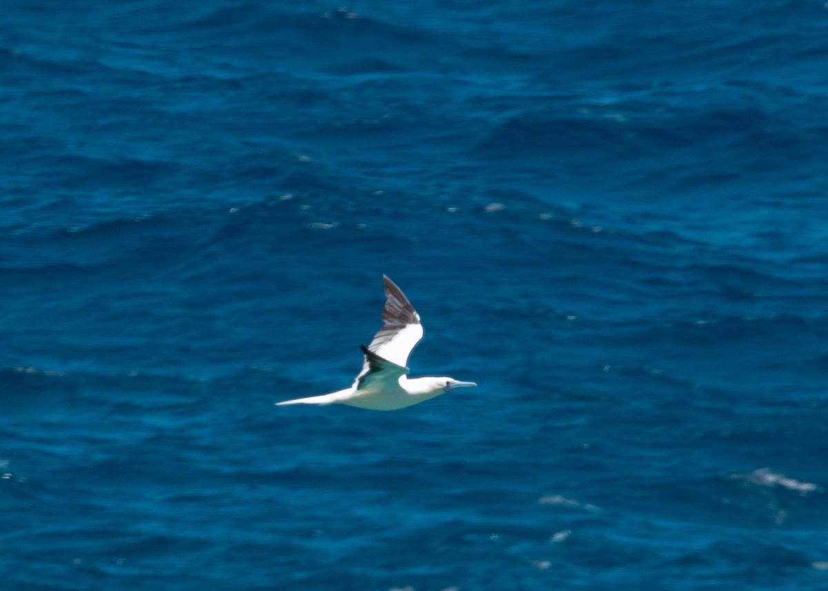 Red-footed Booby - ML624428263