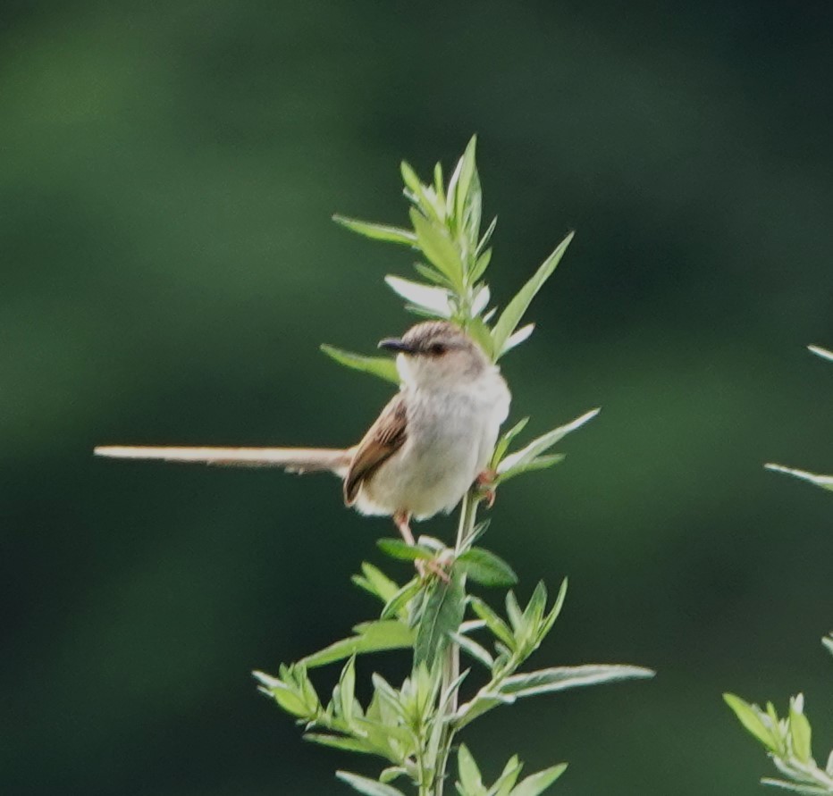 Striped Prinia - ML624428383