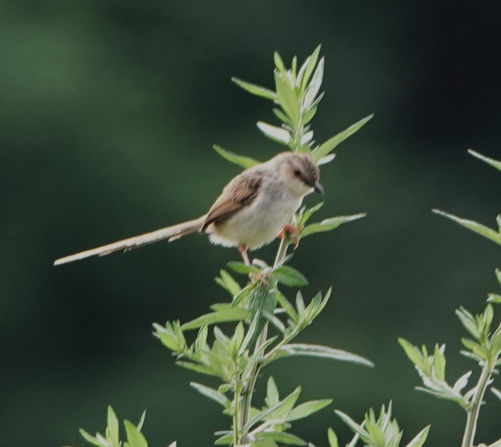 Striped Prinia - ML624428384