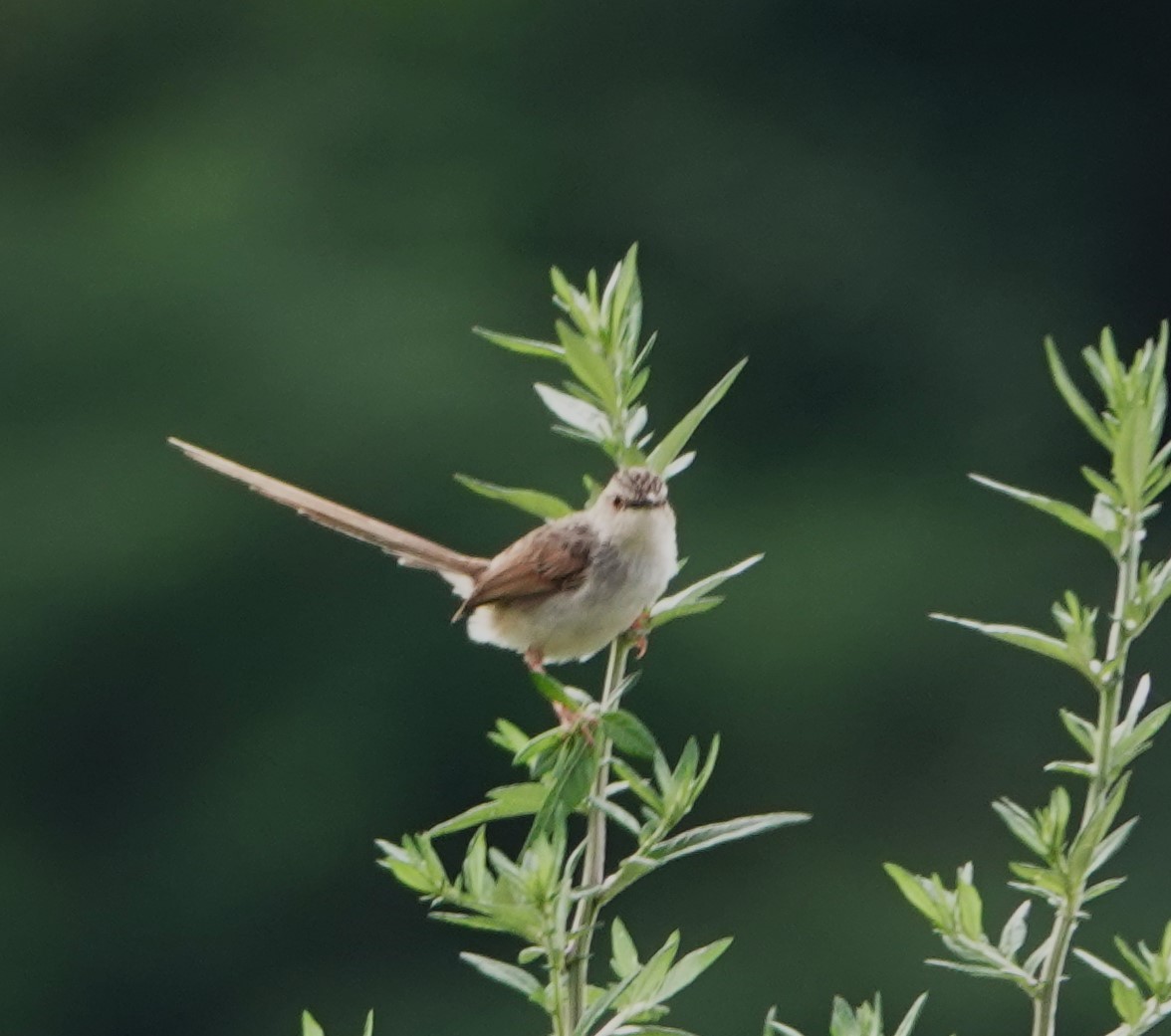 Striped Prinia - ML624428385