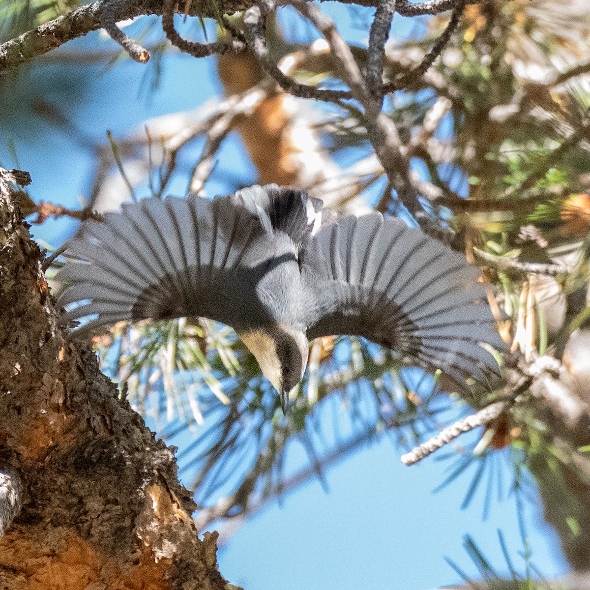 Pygmy Nuthatch - ML624428406