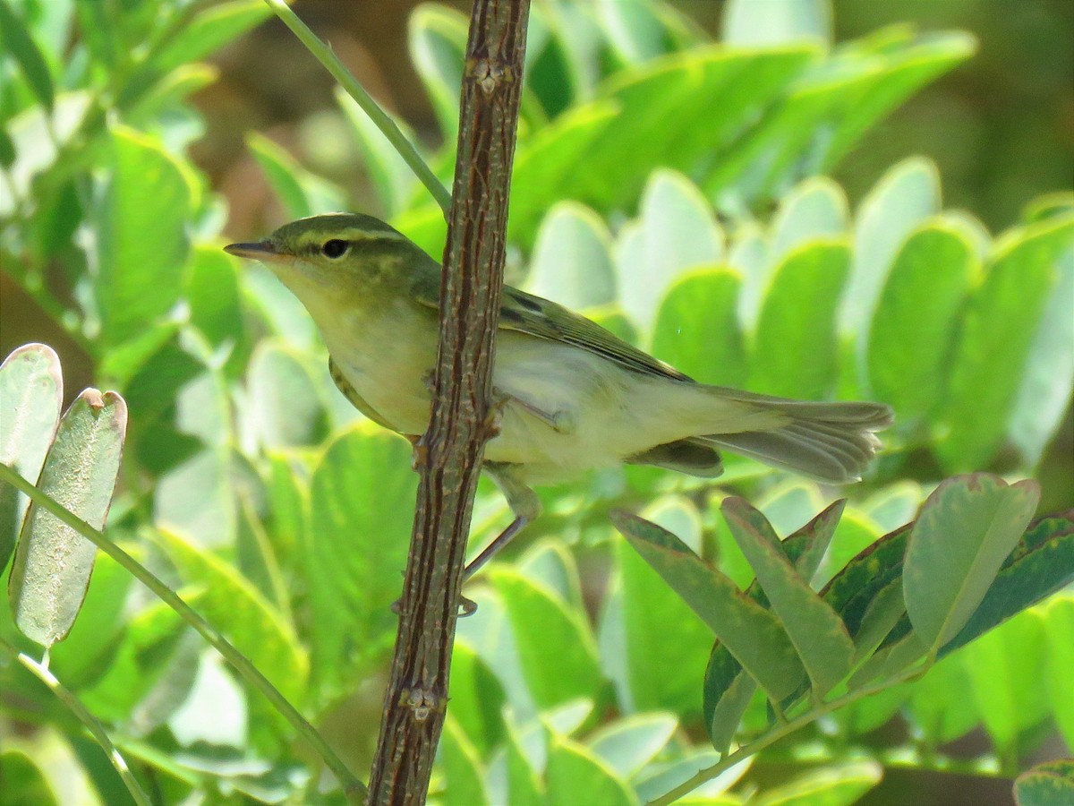 Green Warbler - ML624428506