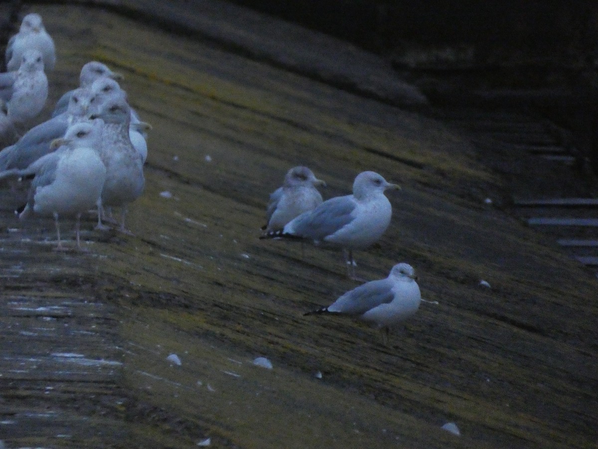 Ring-billed Gull - ML624428580