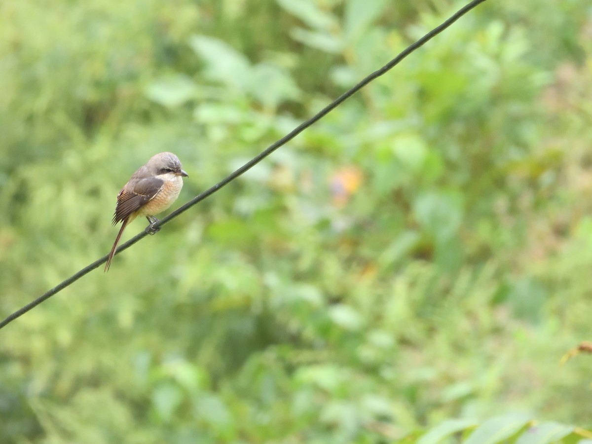 Gray-backed Shrike - ML624428805