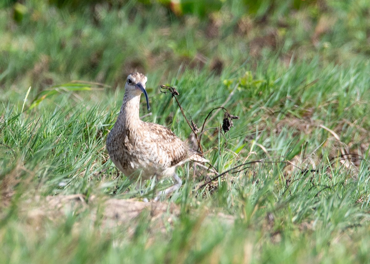 Bristle-thighed Curlew - ML624428911