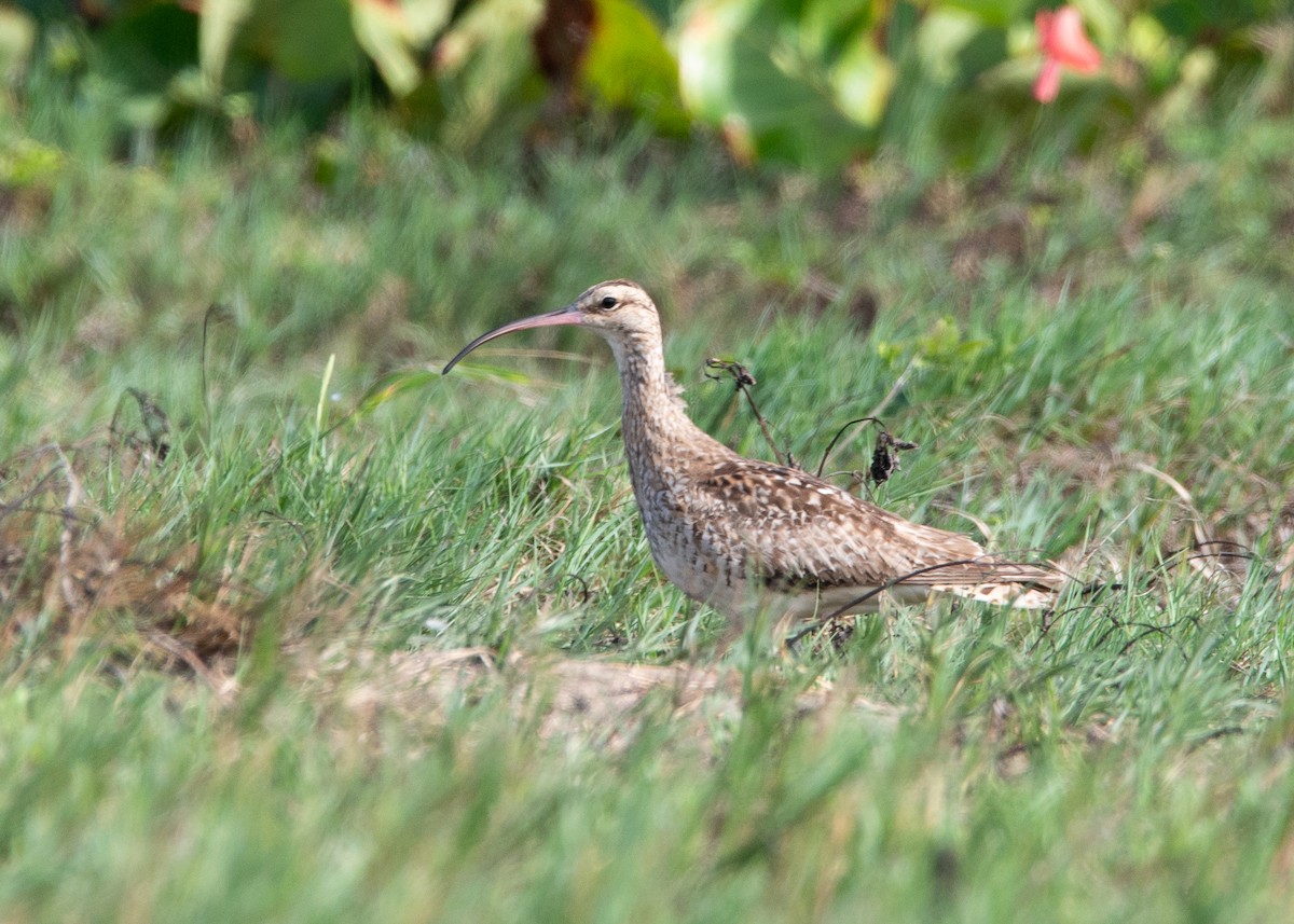 Bristle-thighed Curlew - ML624428912