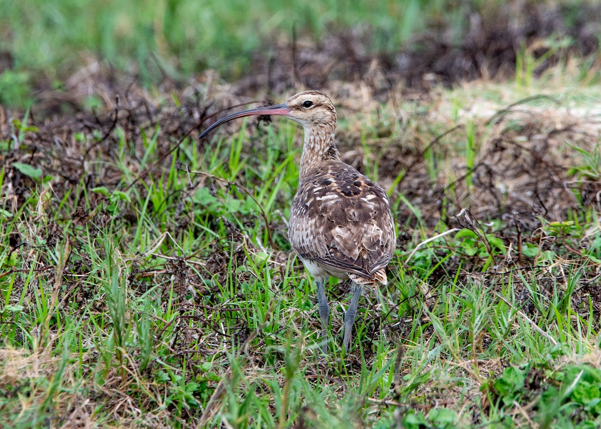 Bristle-thighed Curlew - ML624428913