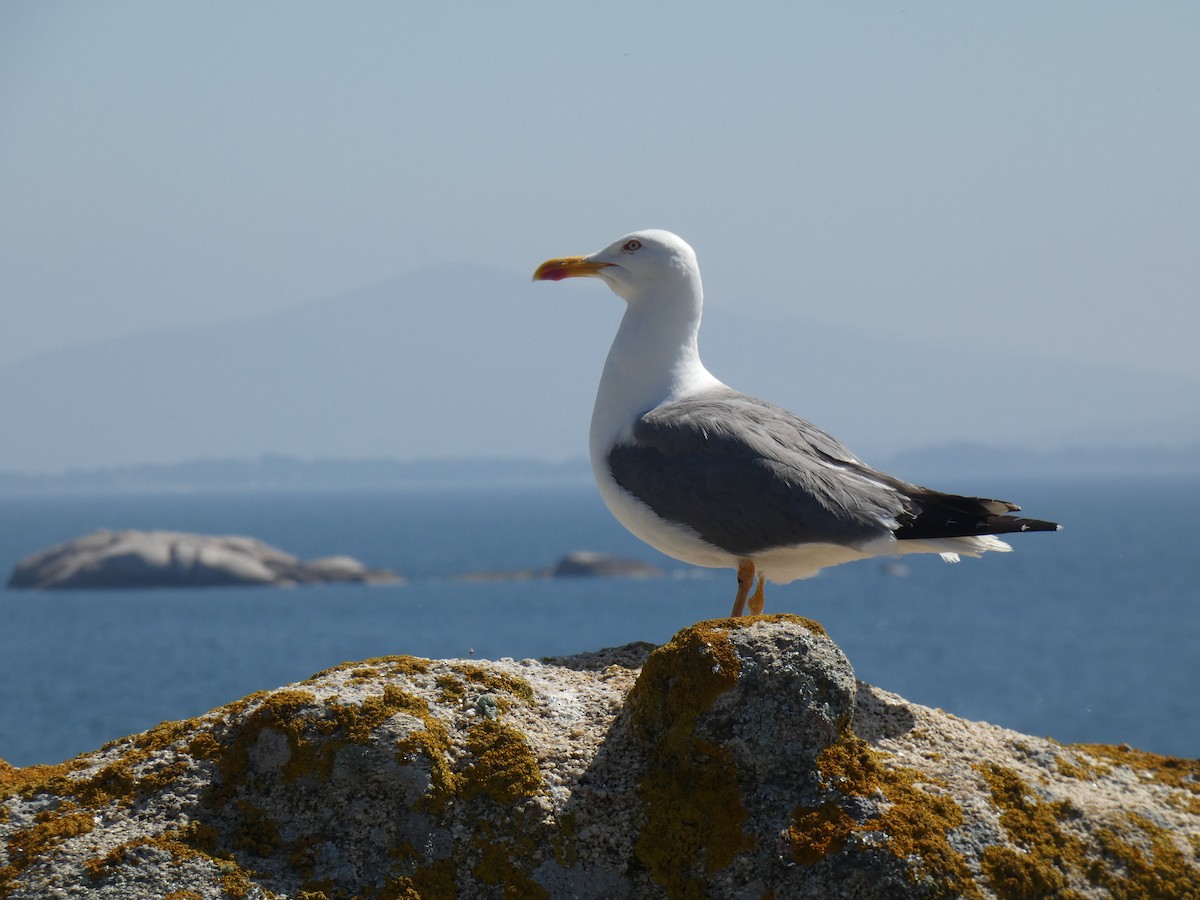 Yellow-legged Gull - ML624428982