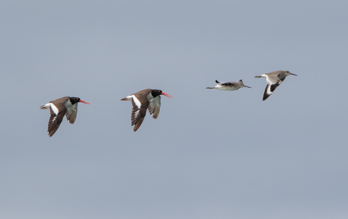 American Oystercatcher - ML624428998