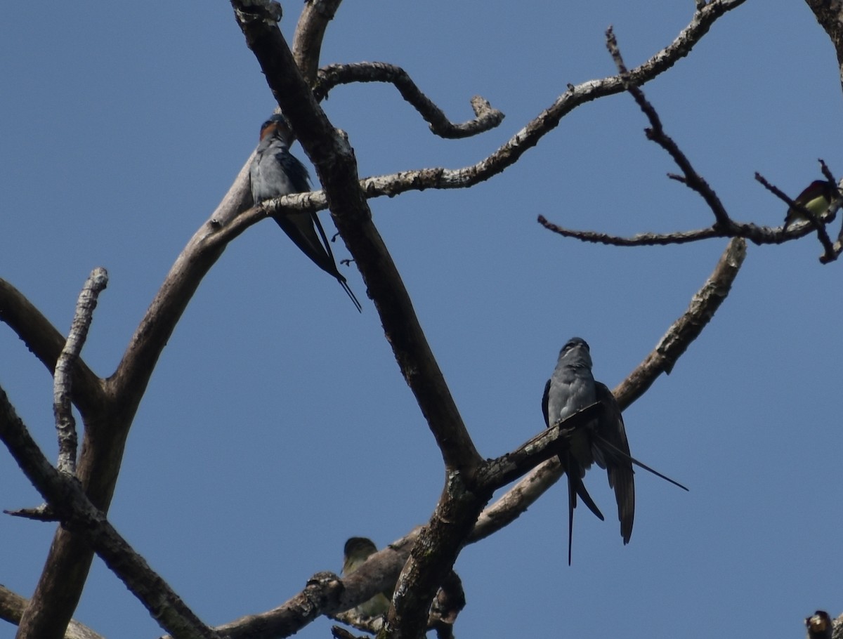 Crested Treeswift - ML624429101