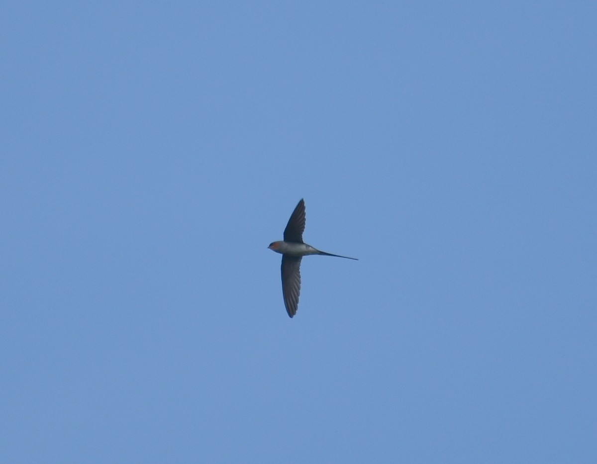 Crested Treeswift - ML624429102