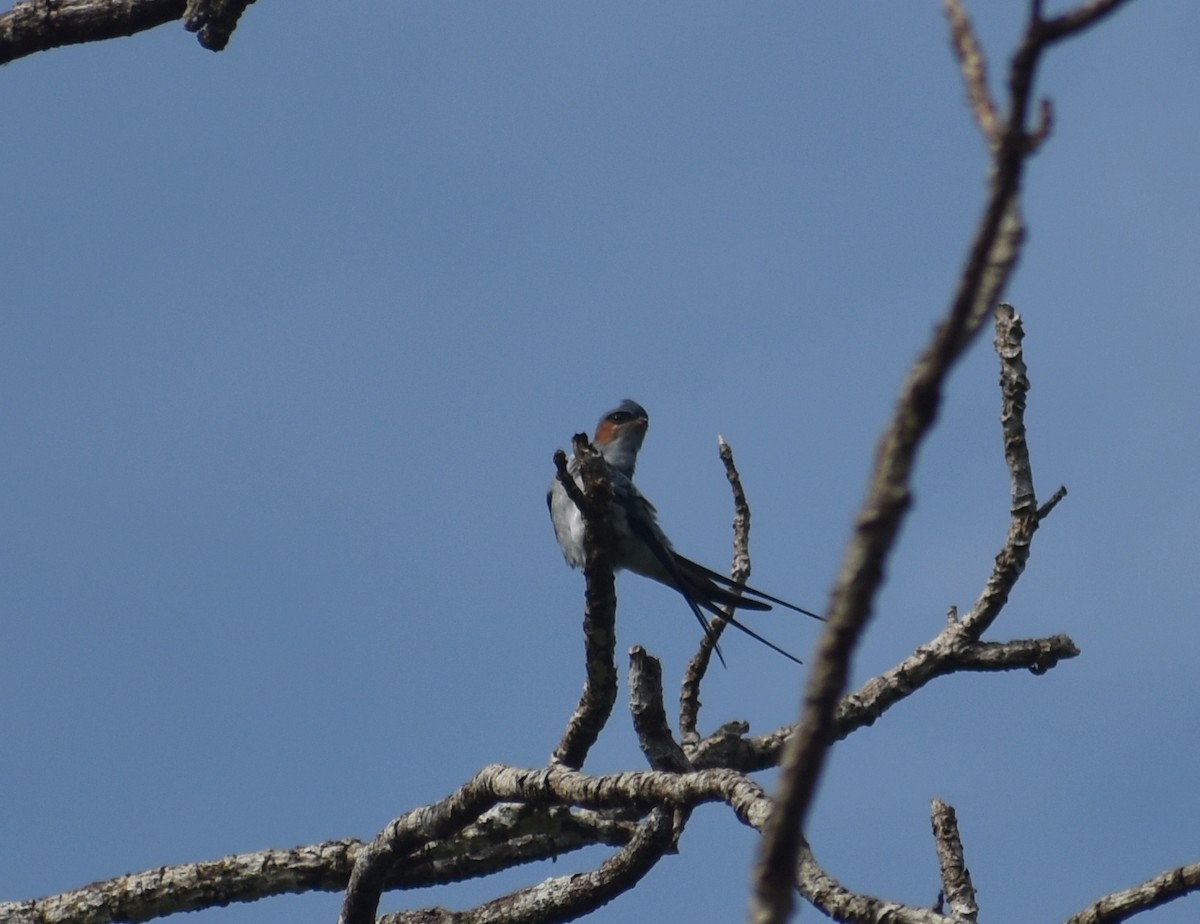 Crested Treeswift - ML624429105