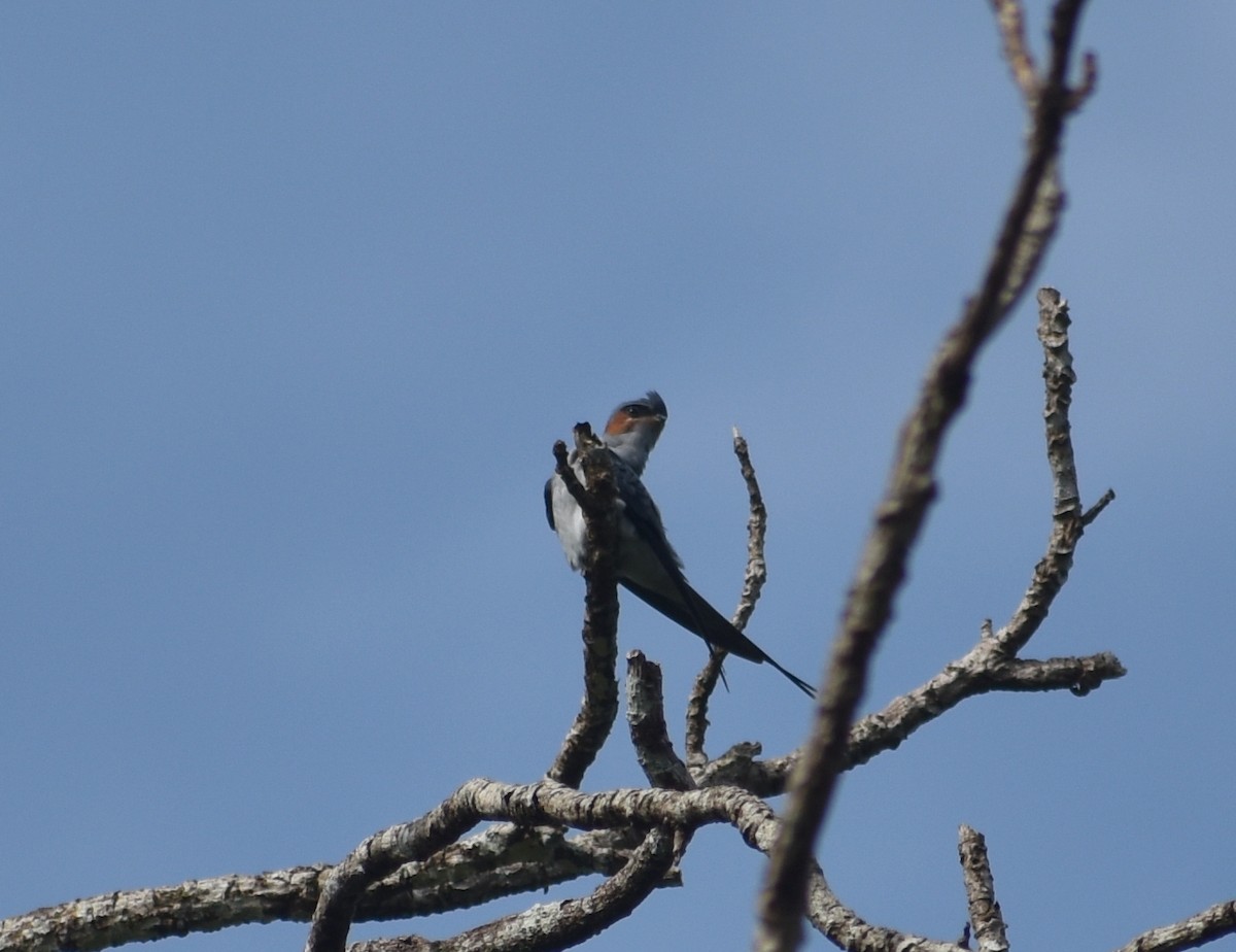 Crested Treeswift - ML624429106