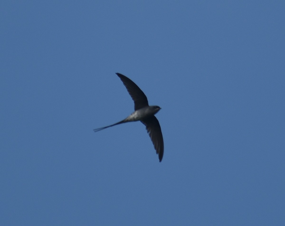 Crested Treeswift - ML624429107