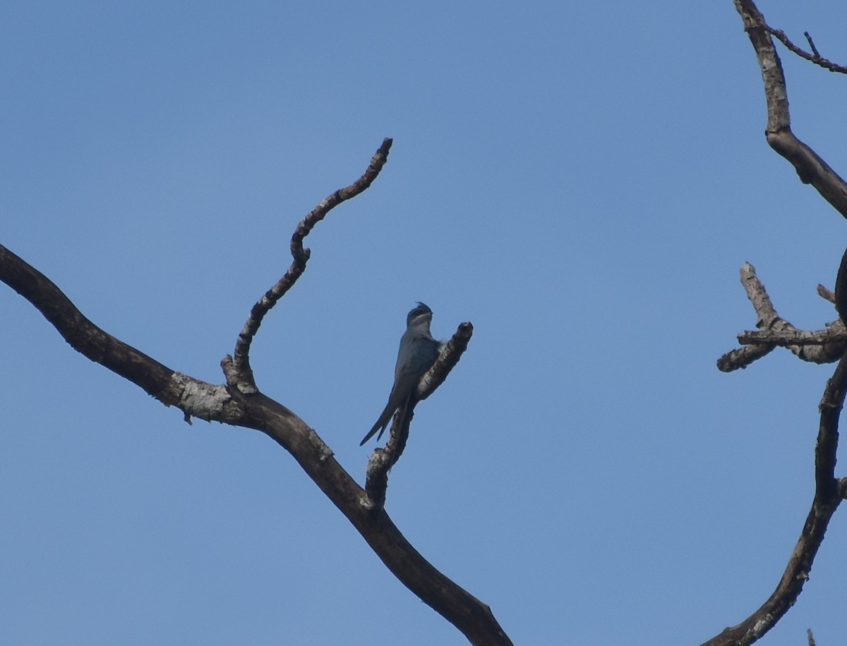 Crested Treeswift - ML624429108