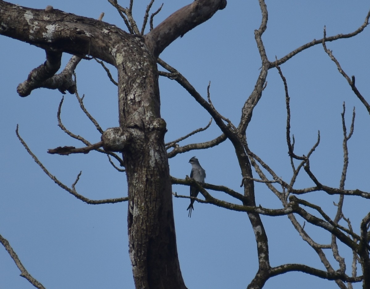 Crested Treeswift - ML624429109