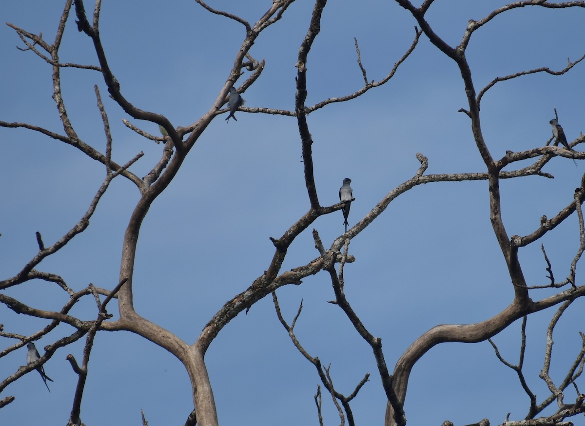 Crested Treeswift - ML624429110