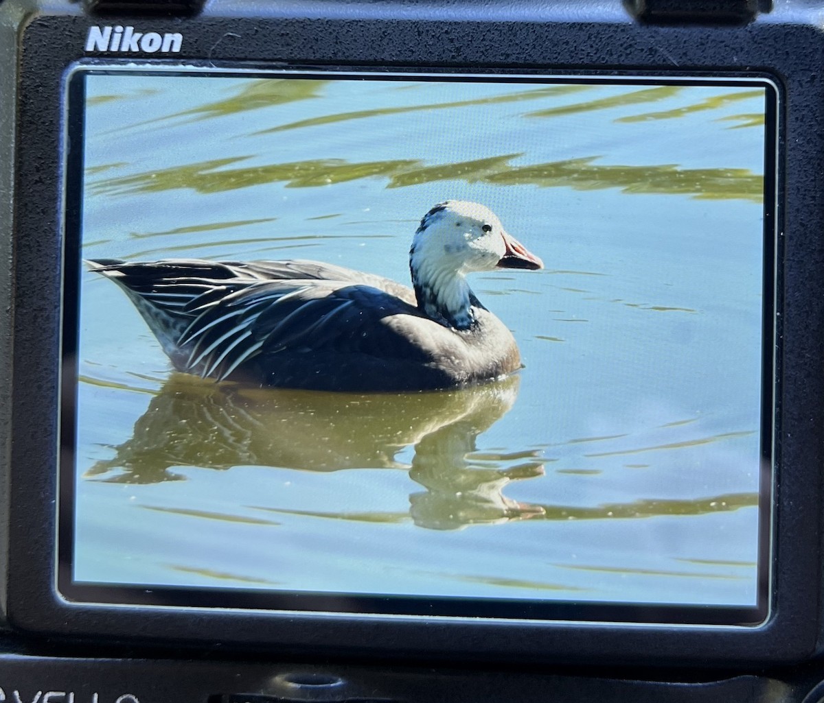 Snow Goose - ML624429267