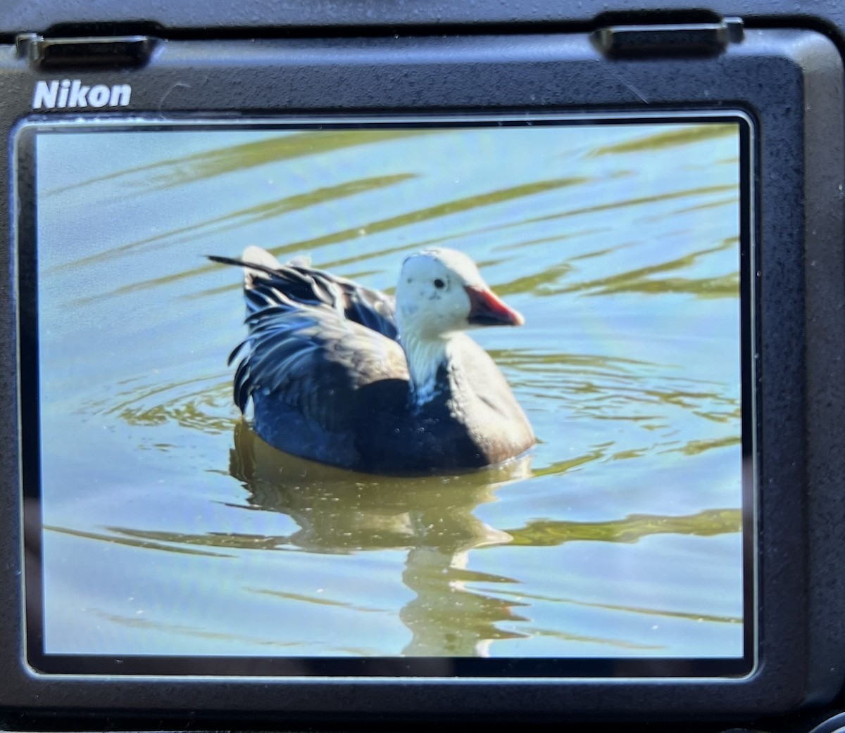 Snow Goose - ML624429268