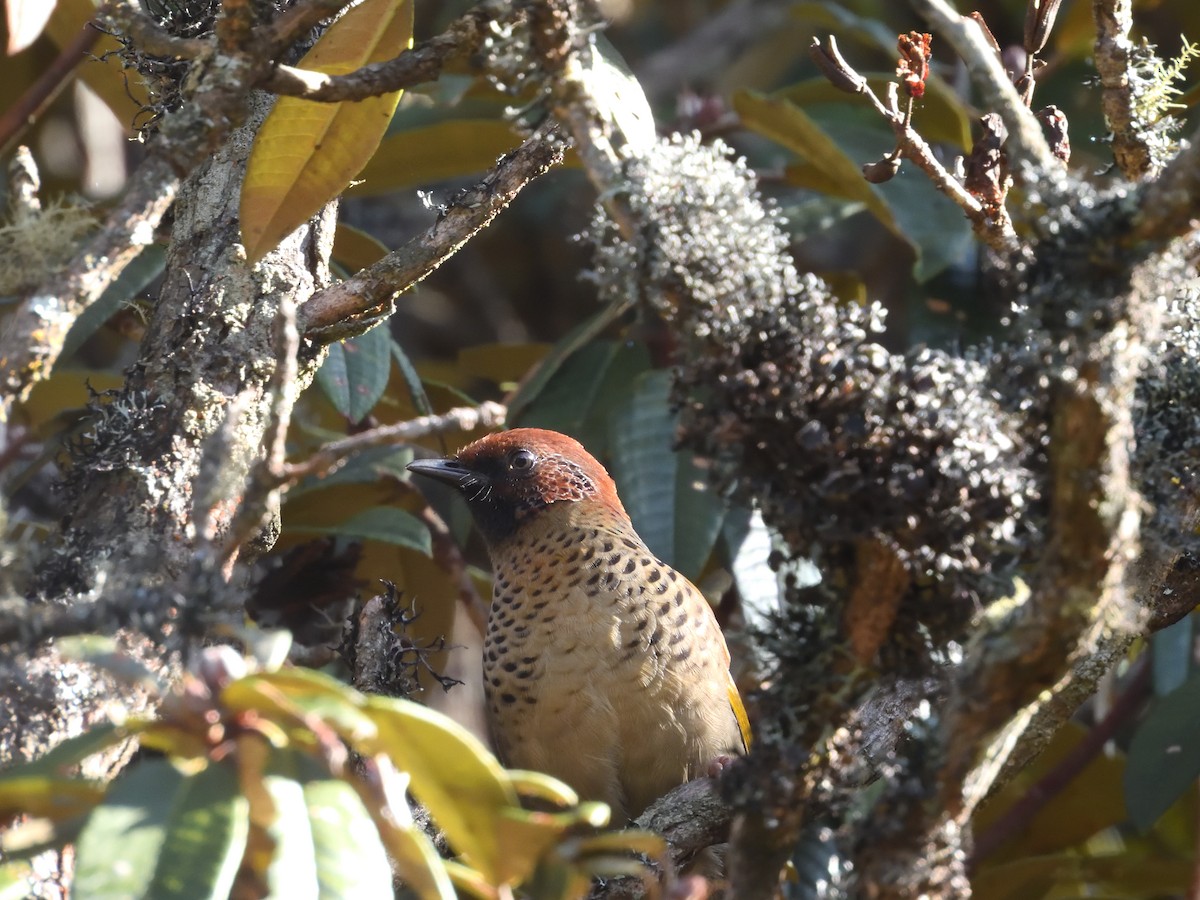 Chestnut-crowned Laughingthrush - ML624429339