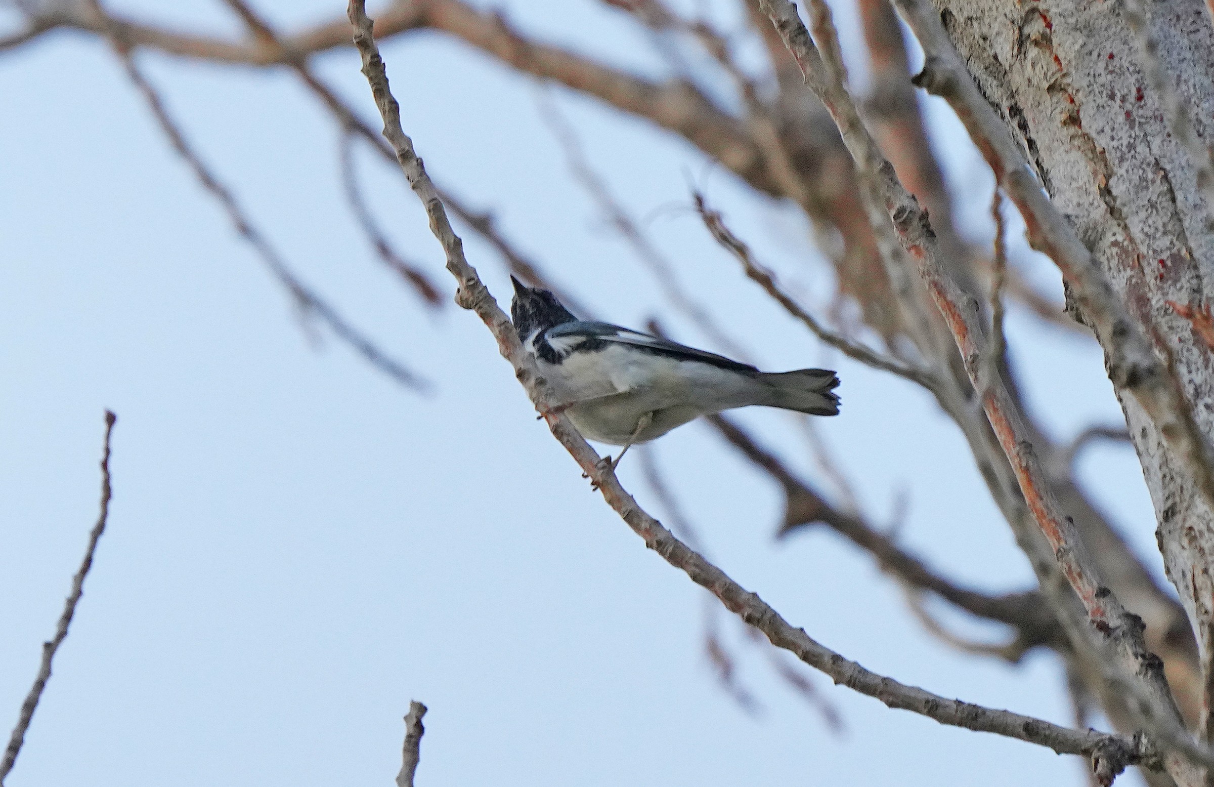 Black-throated Blue Warbler