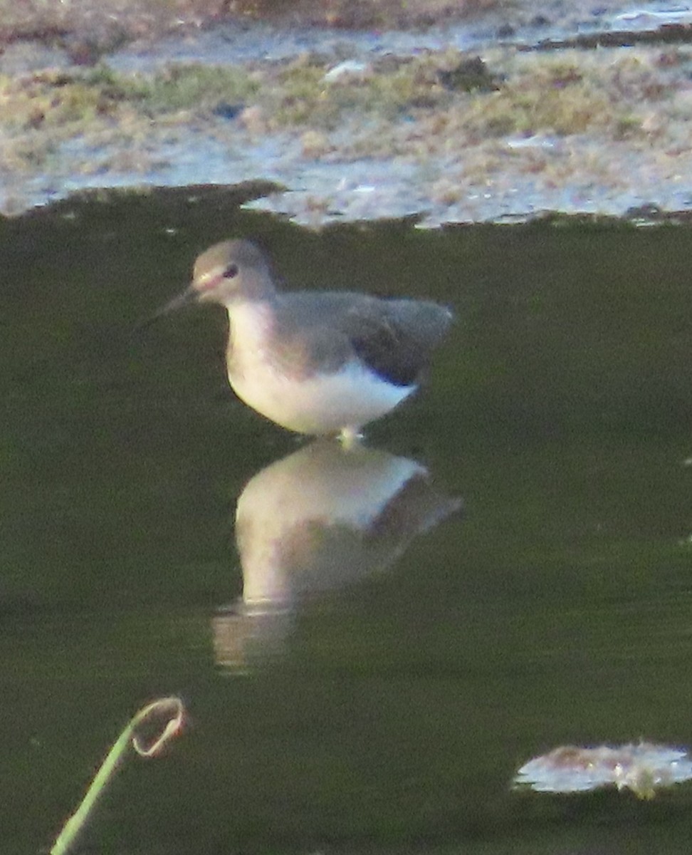 Green Sandpiper - ML624429376