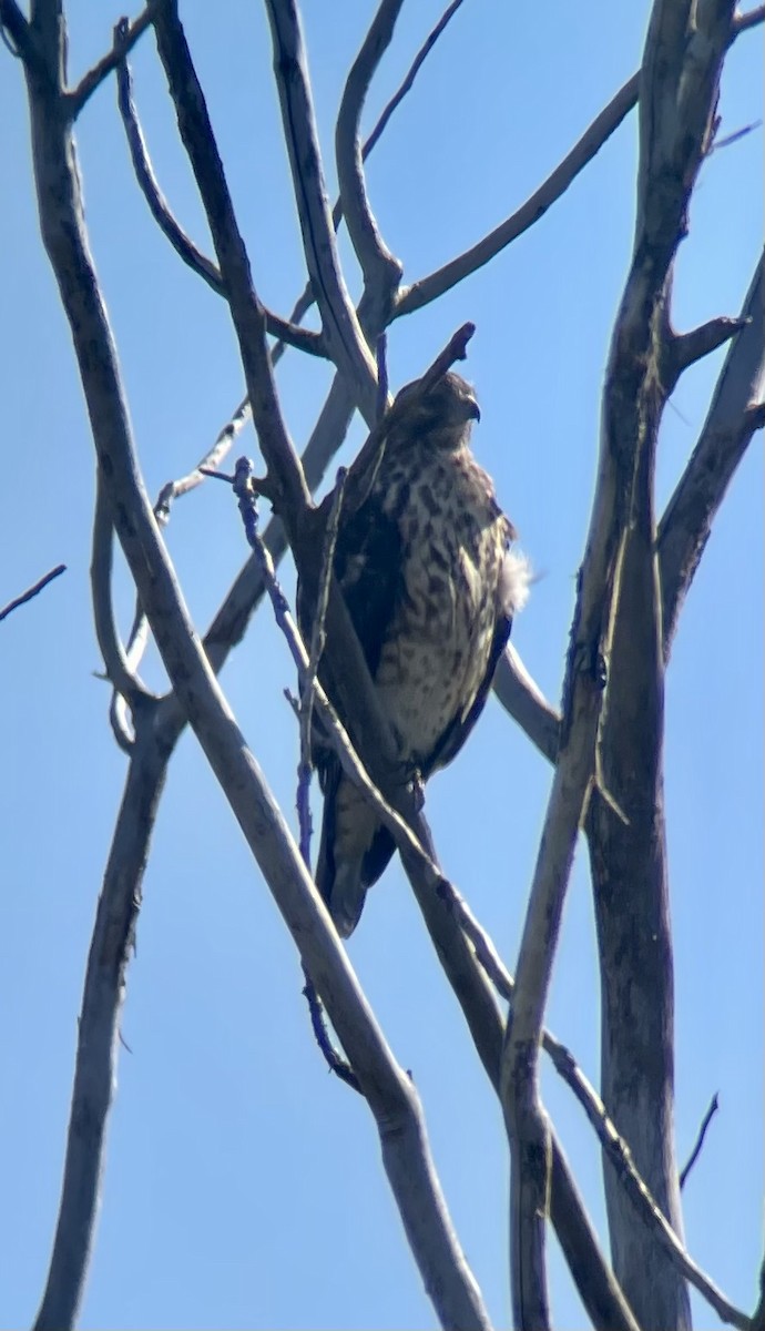 Buteo sp. - ML624429384