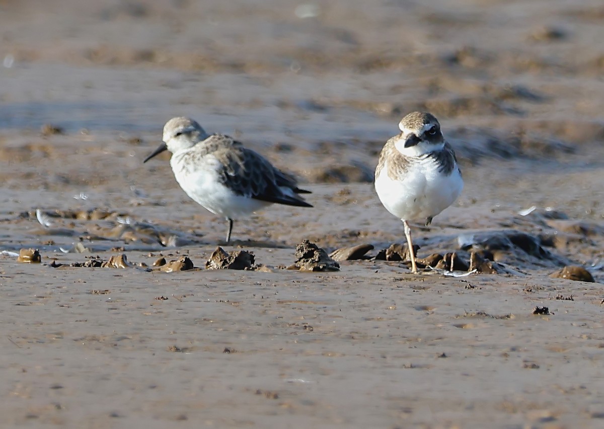 sandsnipe - ML624429468