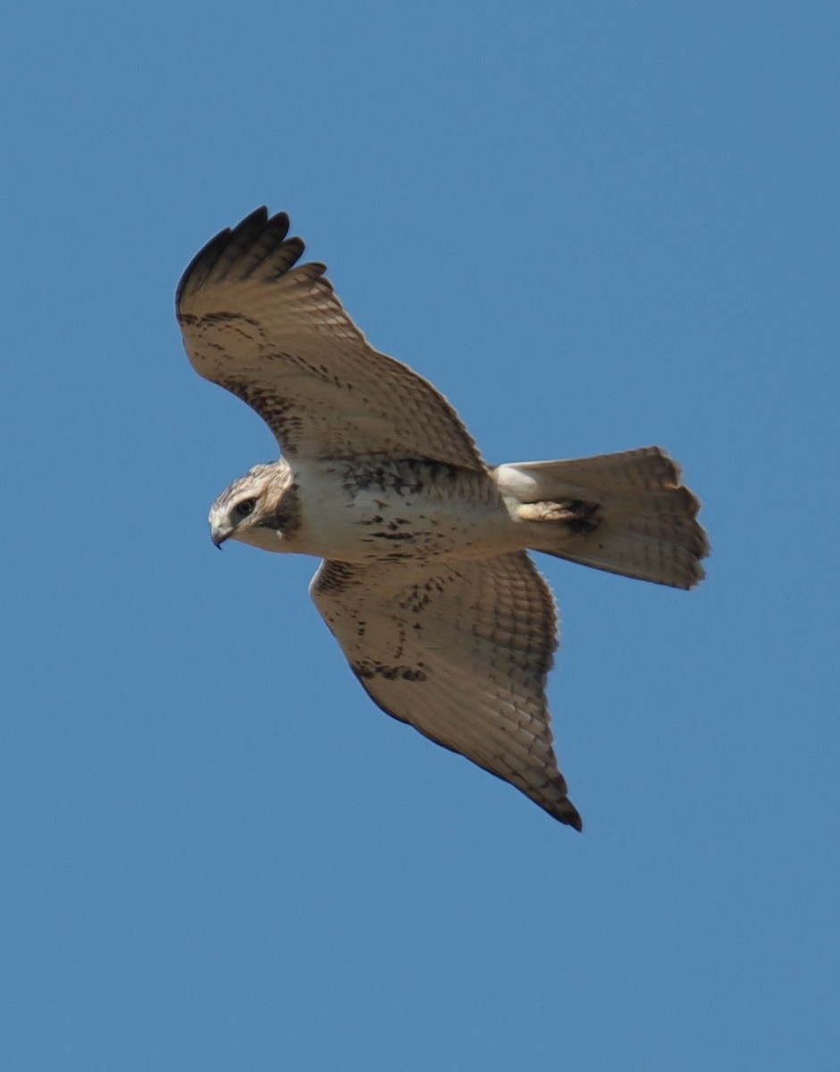 Red-tailed Hawk (borealis) - ML624429583