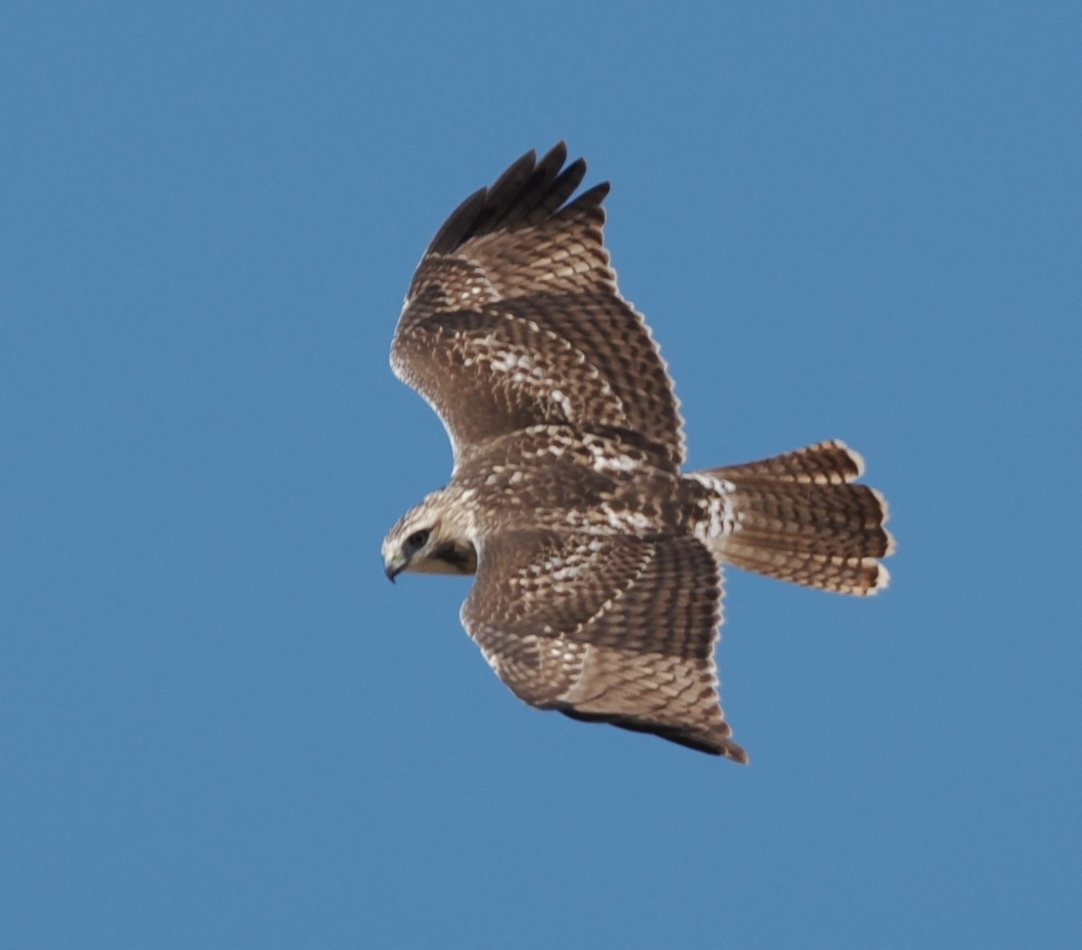 Red-tailed Hawk (borealis) - ML624429585