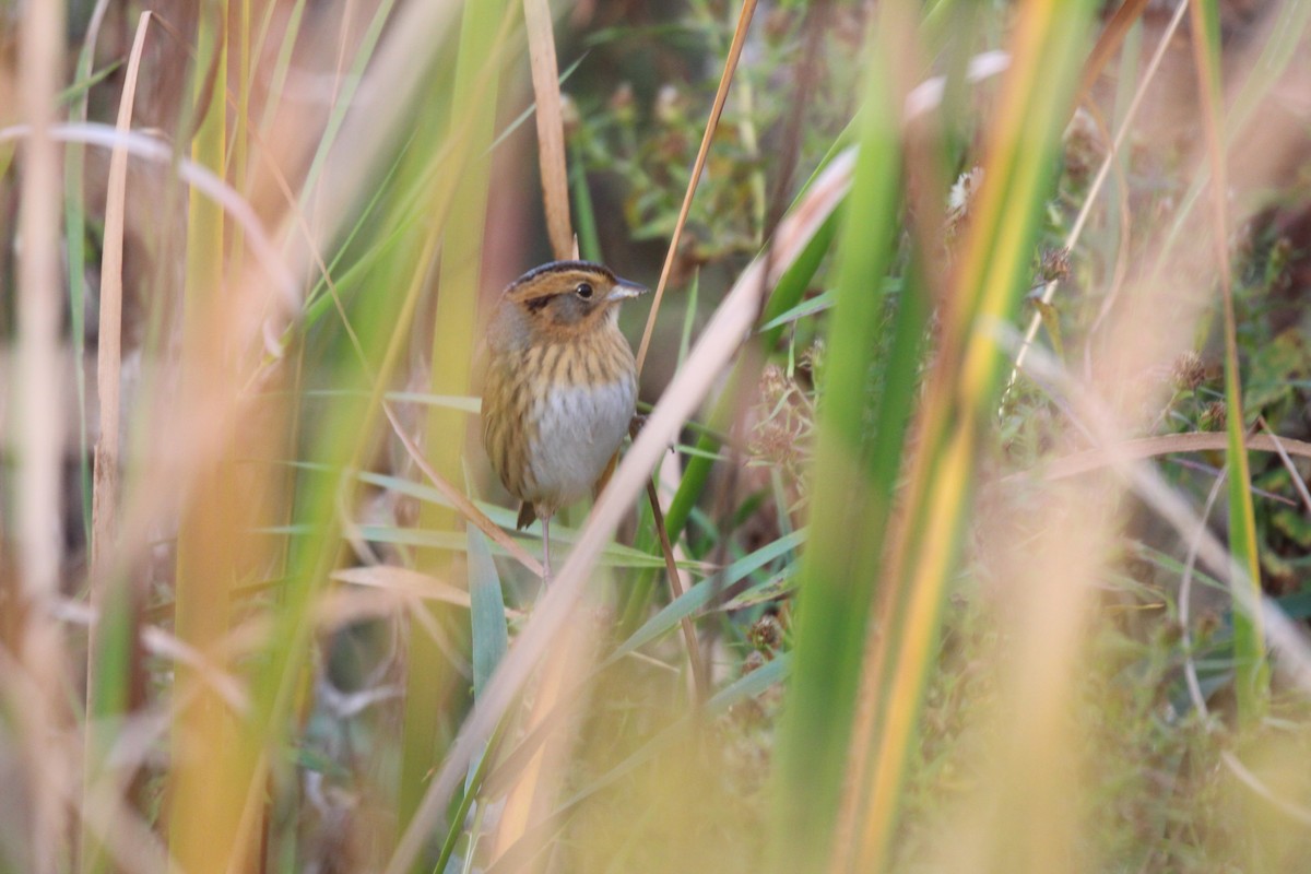 Nelson's Sparrow - ML624429652