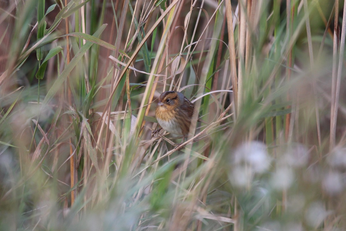 Nelson's Sparrow - ML624429653