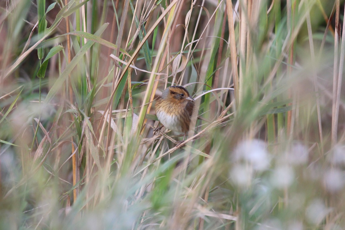 Nelson's Sparrow - ML624429654